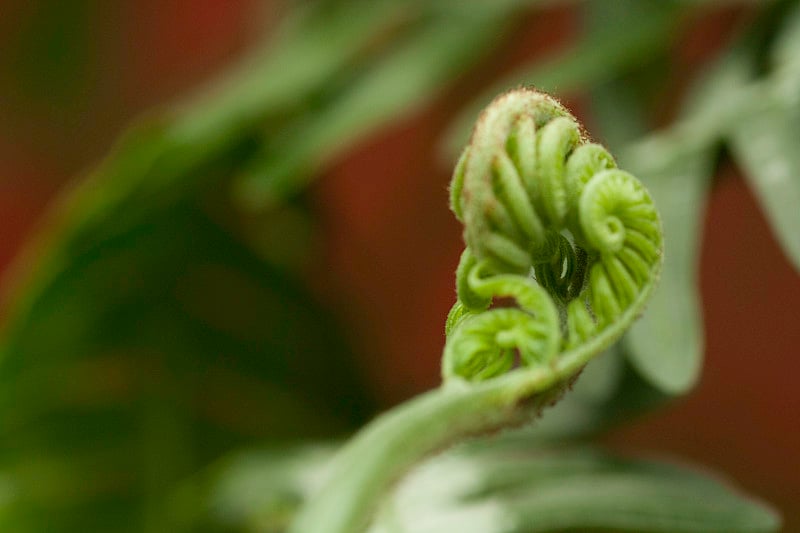 小蕨芽的微距照片，有选择焦点