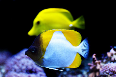 金字塔蝴蝶鱼(Hemitaurichthys polylepis)