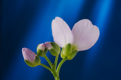 草苁蓉、杜鹃花、杜鹃花蕾和花蕾