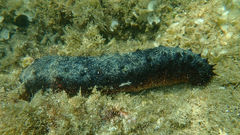 棉纺或管状海参，海参属(Holothuria)管状海参属，海底，爱琴海