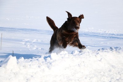 雪地里的平毛寻回犬