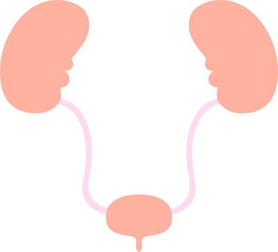 可爱的肾和膀胱的插图