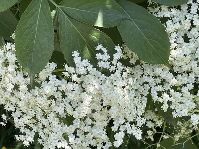 接骨木:欧洲接骨木，一种药用植物