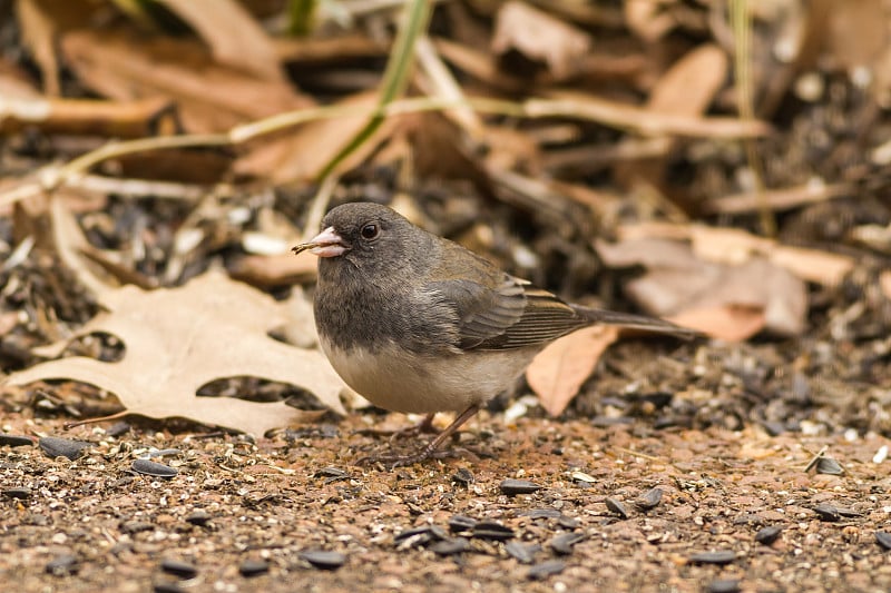 黑眼睛Junco 'Junco hyemalis'与葵花籽