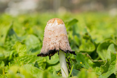 生长在乡村草地上的野生食用蘑菇