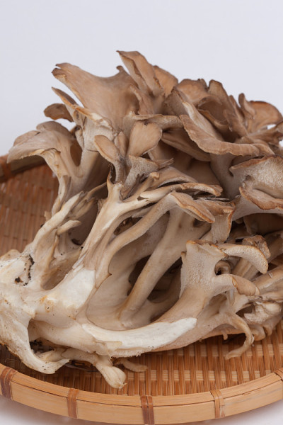 Grifola frondosa