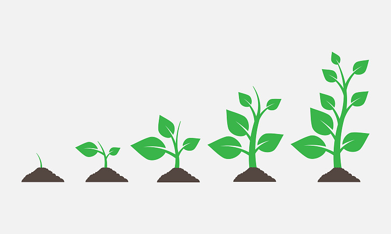 植物生长在地下。矢量插图。