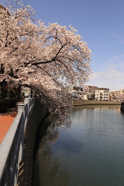日本神奈川县横滨市大川河上盛开的樱花