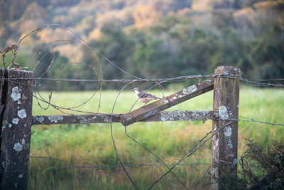 Sabiá-da-praia (Mimus gilvus)栖息在农场的篱笆上