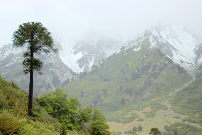 阿劳卡尼树(pehuen-conifer)