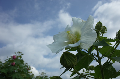 棉花Rosemallow