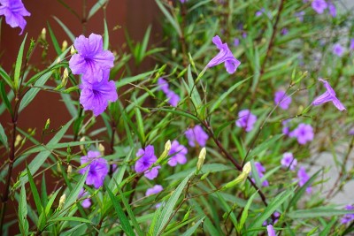 紫色的花
