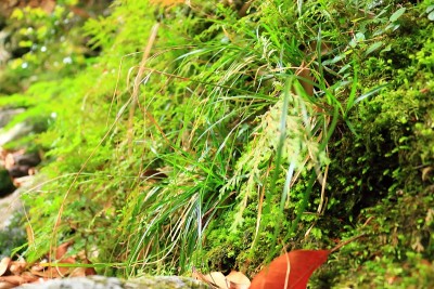 森林，Hallasan，山谷，石头，苔藓门，苔藓楼梯，苔藓，寺庙，Hyonom，