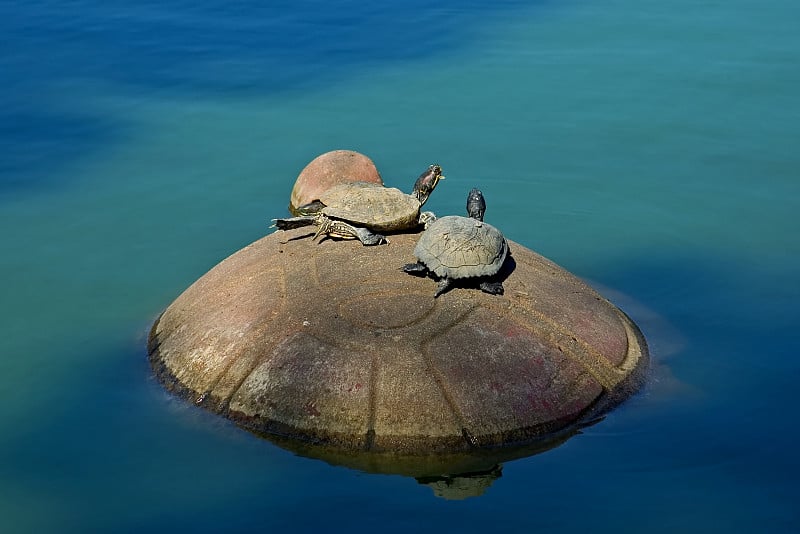 海龟