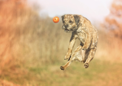 有趣疯狂的边境小猎犬小狗跳跃飞跑