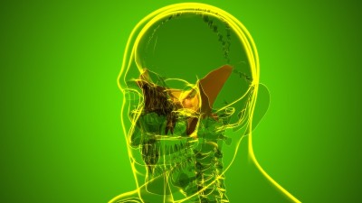 人类骨骼头骨蝶骨解剖学的医学概念