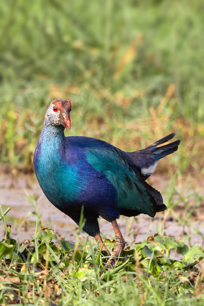 紫泥鳅或灰头泥鳅