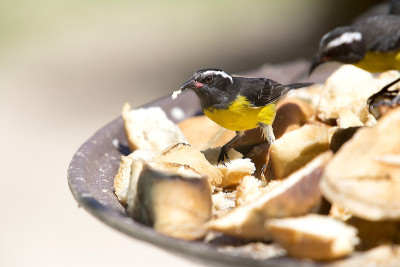 Bananaquit - 香蕉黄