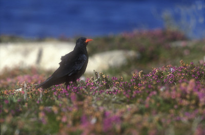 Chough, Pyrrhocorax pyrrhocoraxx