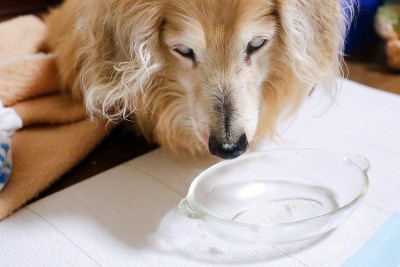 旧的迷你腊肠犬