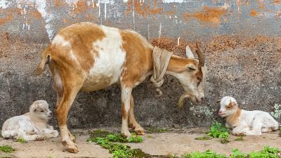 山羊和小山羊