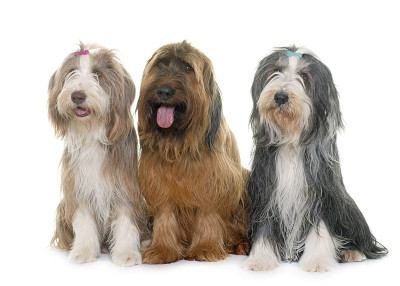画室里有斗牛犬和长胡子的牧羊犬