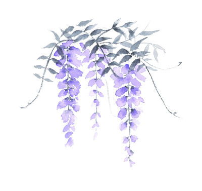 紫藤水墨画插画。
