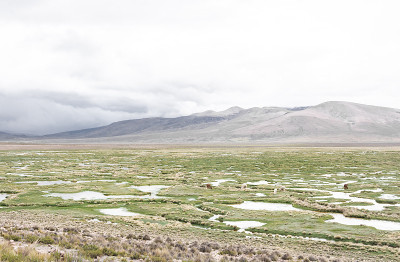 美丽干旱的风景与野生驼鹿，水坑，山脉和多云的天空在秘鲁高原附近的科尔卡峡谷，秘鲁