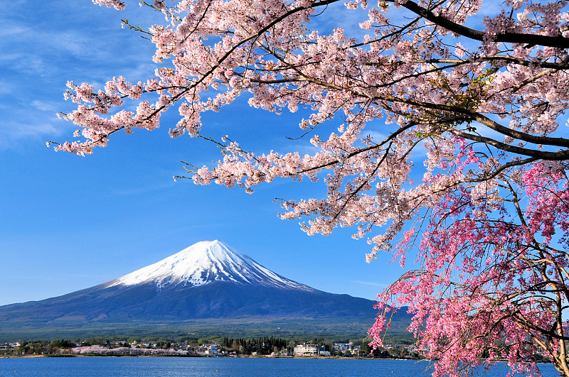 富士山和樱桃树