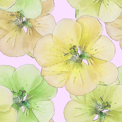 天竺葵、陇牛儿苗科天竺葵属植物。花的纹理丰富多彩。