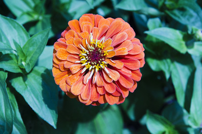 花