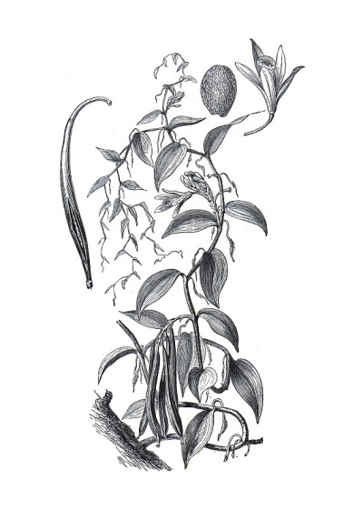 香草植物和花(香兰草)香草香料。手绘复古插画。