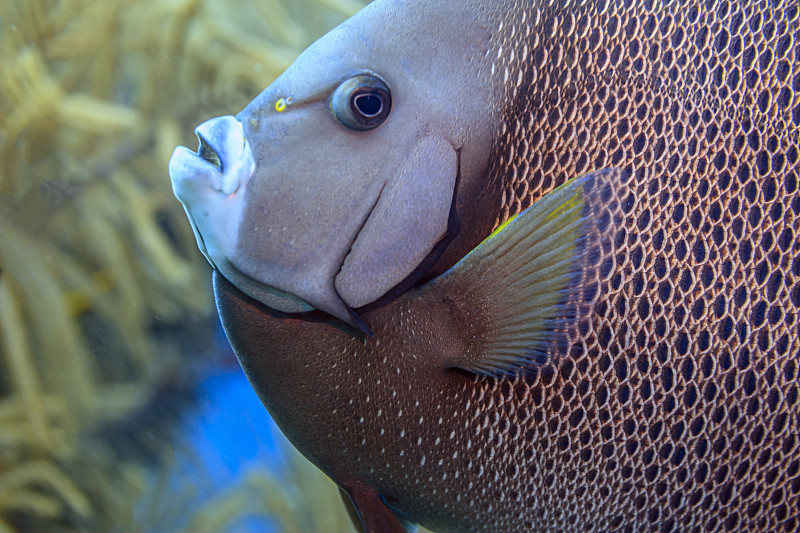 法国神仙鱼，Pomacanthus paru，