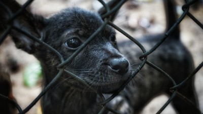 富国脊犬品种