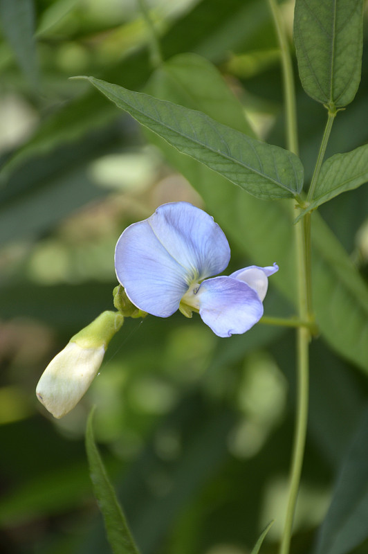 磷脂花四角形花