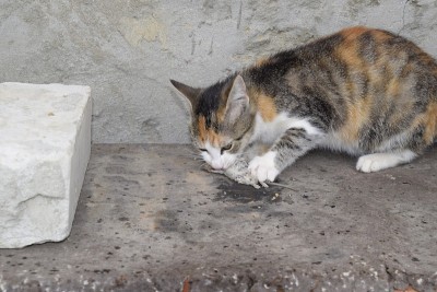 猫抓住了老鼠。猫吃捉到的老鼠。猎人回家