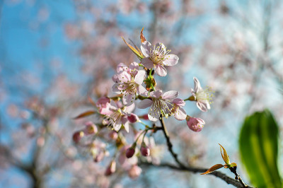 花后虎