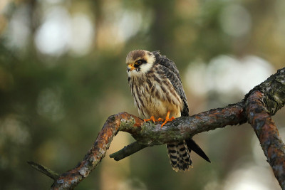 西方雌红足隼(Falco vespertinus)肖像
