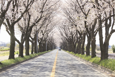 一排樱花树