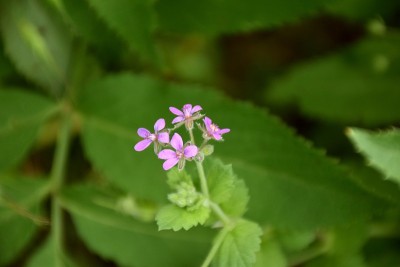 紫色麝香花。