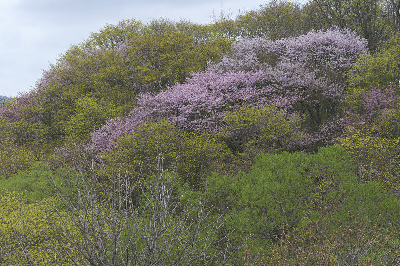 野黑樱桃