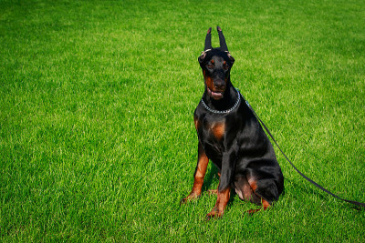犬种杜宾犬