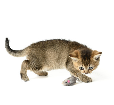 可爱的小猫苏格兰金栗鼠纯种，玩猫