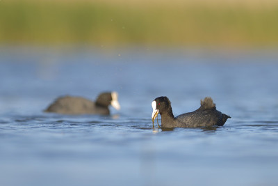 湖上的鸡(fulica atra)