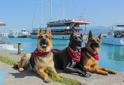 很棒的德国牧羊犬和甘蔗Corso和眼镜。狗的脖子上有红色的头巾