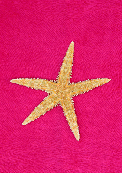 starfish on red fabric background