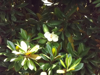 尼赫鲁花园