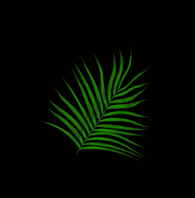 绿叶的棕榈树孤立在黑色的背景