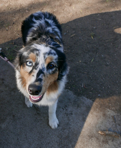 公园里的澳大利亚牧羊犬