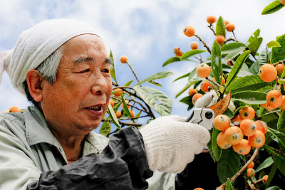 丰收的水果